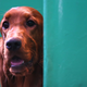 Illustration for article titled A Shitting Irish Setter, And More Of The Grossest Things Youve Seen On Public Transit